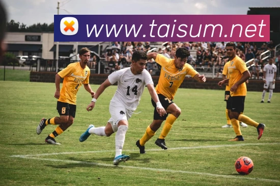 大阳城集团资料大全平台生态图